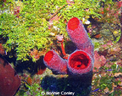 Strawberry vase sponge seen in Grand Cayman August 2010. ... by Bonnie Conley 